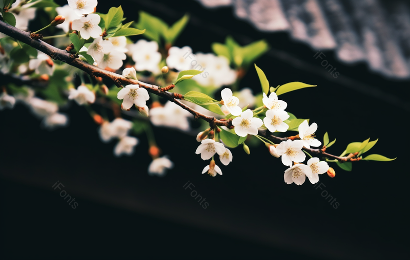 阳光下盛开的绿色植物白色海棠花,高清,摄影图,摄影图片,图片大全,摄影图免费下载